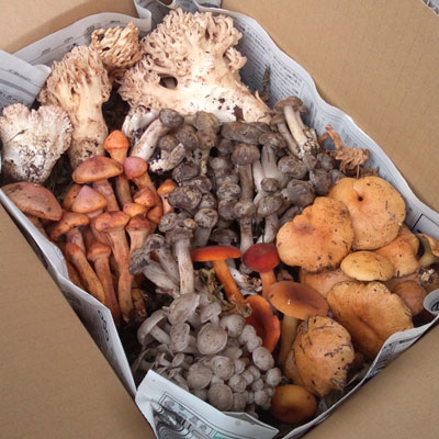 ŷ�����Τ����å�