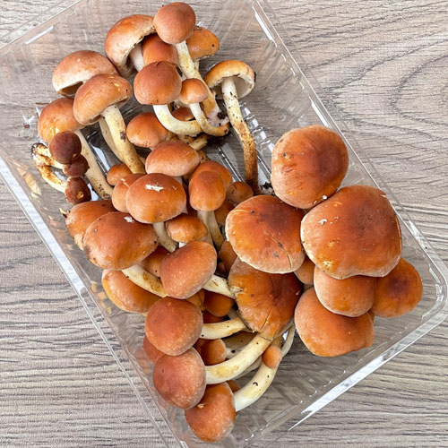 ����2�ġ�26���μ衡���� 240g