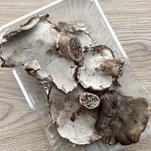 クロカワ （ ろうじ、ナベタケ ） 販売 【 天然きのこ山菜.com 】