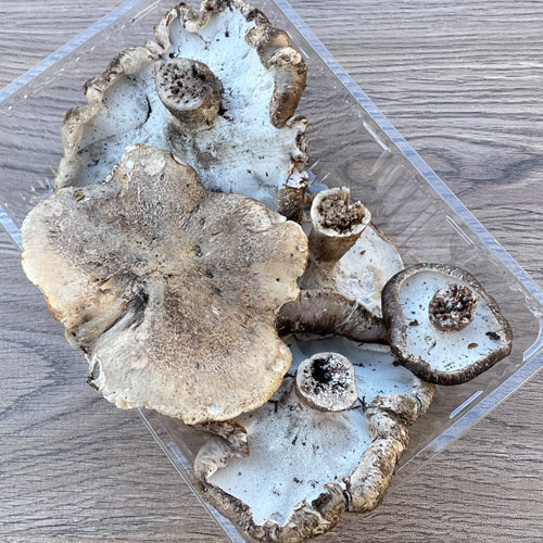 ŷ�� �������� �ʤ������ˡ�����