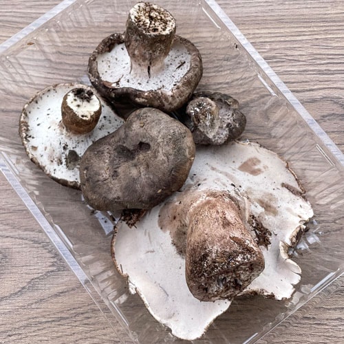 最高級天然きのこ【黒川茸】1200g