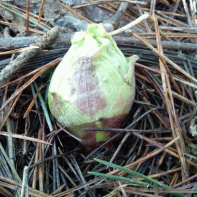 ふきのとう 蕗の薹 販売 天然きのこ山菜 Com