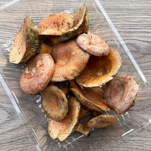 限定2個！ 8日採取 赤初茸 200g