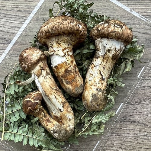正規品 取扱い ④国産松茸。480g、コロ傷、訳あり 【公式通販】