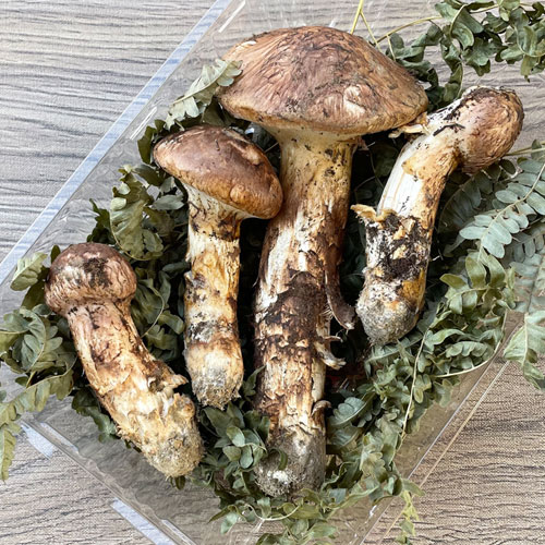 20 国産天然松茸 本日採取 クール便(マツタケ)｜売買された