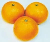 【予約販売】清美オレンジ 約4kg　 【3月以降お届け予定】