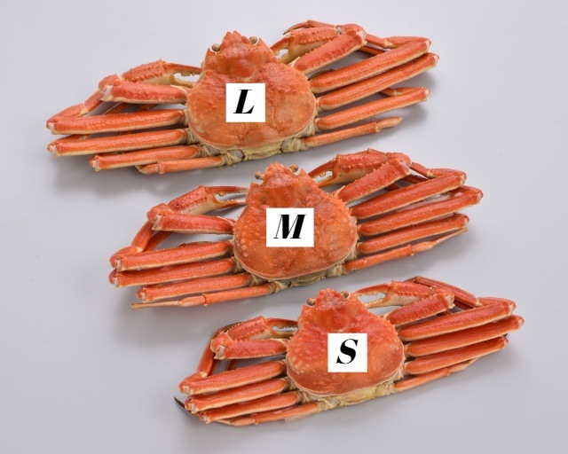 【7L-4】冷凍ボイル本ズワイガニLサイズ４尾（税込・送料込み）