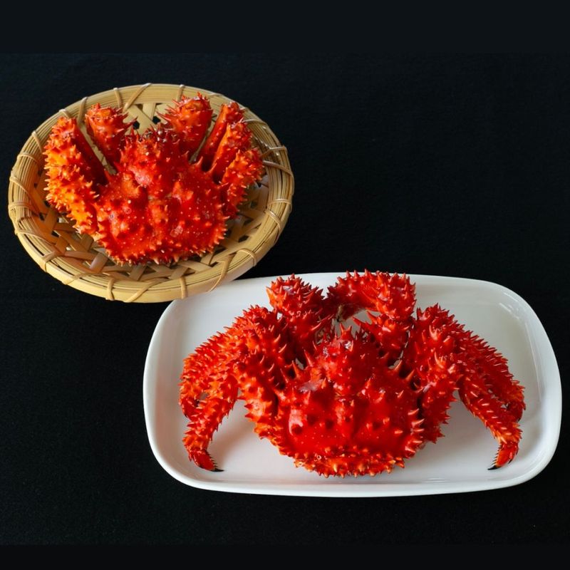 新品 美品 spindleshanks crab カニ 新品 美品 spindleshanks crab