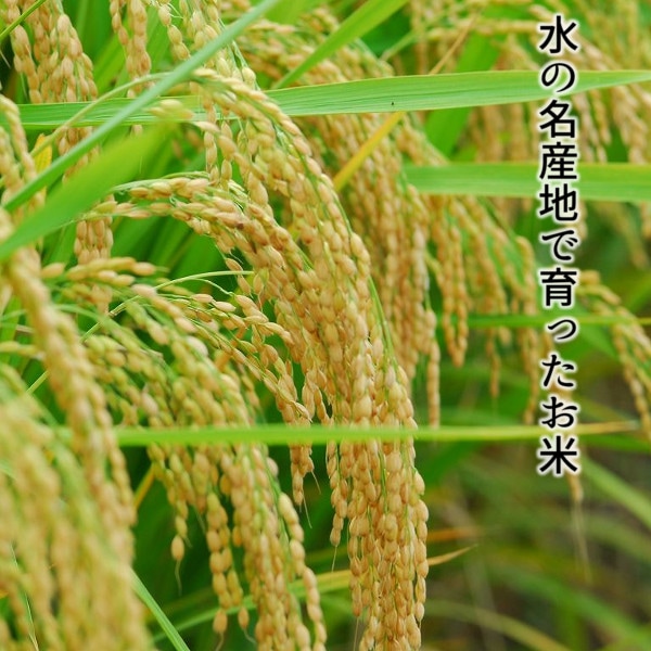 にこMaMa 岡山県北産あきたこまち 楽天市場】【9月中旬より順次発送】新米 令和7年 岡山県産