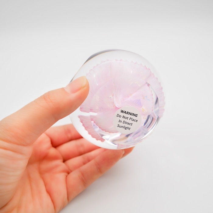 Caithness���ڡ��ѡ��������� ��Carnation�ǡ������͡�����󡡥��ꥢ