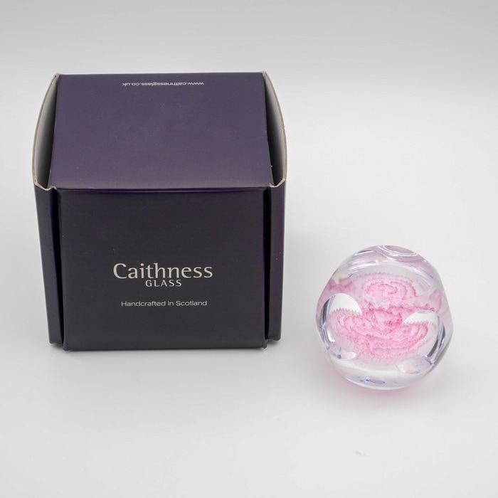Caithness���ڡ��ѡ��������� ��Carnation�ǡ������͡�����󡡥��ꥢ