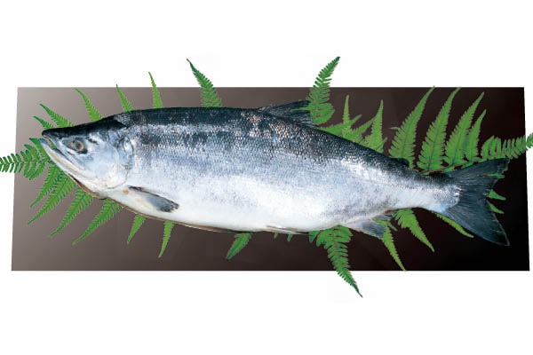 紅鮭ページ 北海道産 紅鮭2.6kg(数量限定品です。ご注文はお早めに