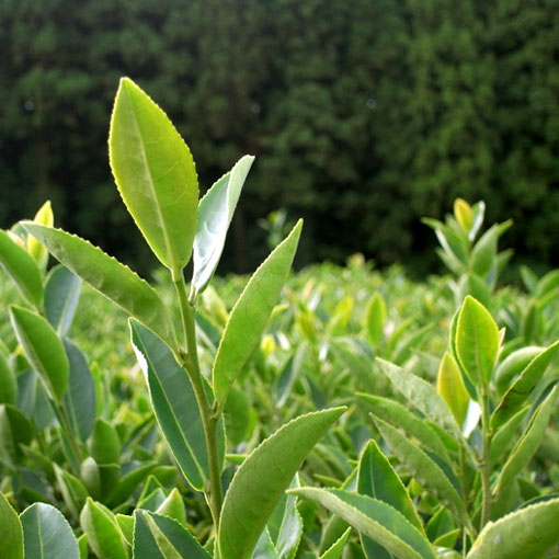 ��ͭ��JAS���ջ��ѡۤ٤ˤդ���100%�ѥ�����30g