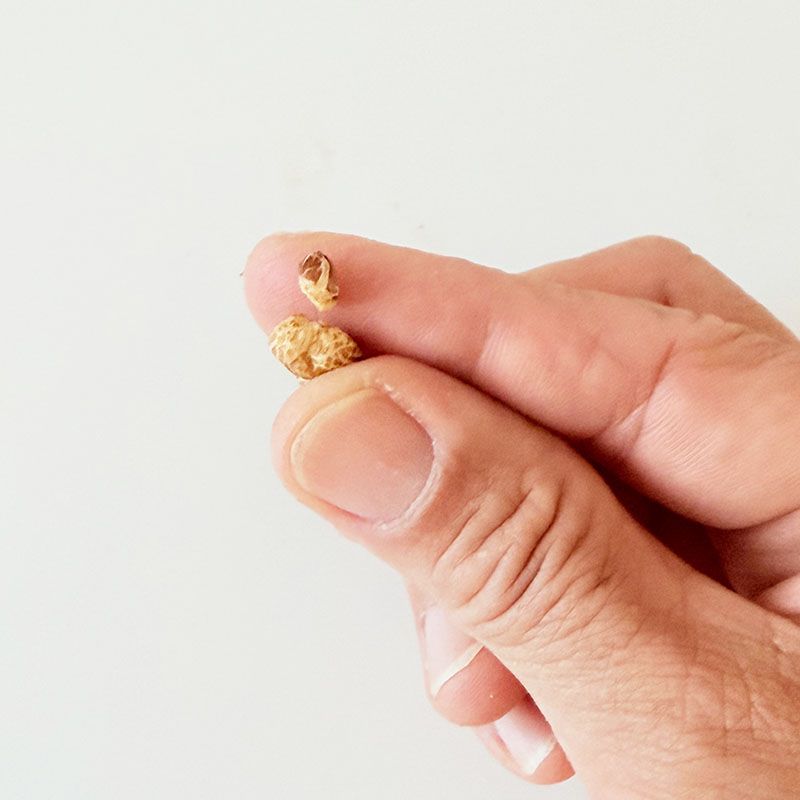 ◆【ポップガン！】POP GUN！【3個+送料込み】のお得なセット！