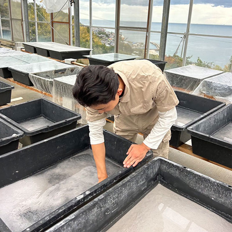 完全天日塩『天照』50g【送料全国一律 270円】