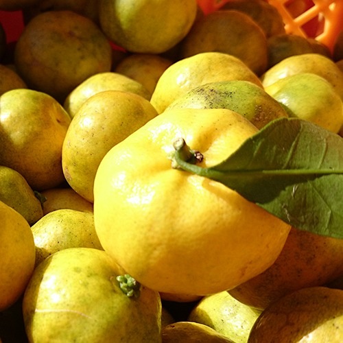 常陸野ネストビール だいだいエール DAIDAI ALE 330ml