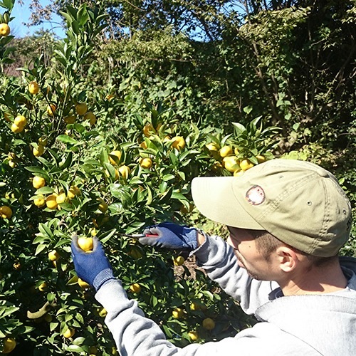 常陸野ネストビール だいだいエール DAIDAI ALE 330ml