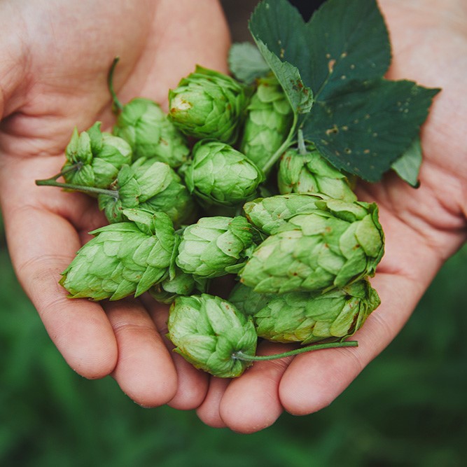 【数量限定】常陸野ネストビール フレッシュホップス2026 FRESH HOPS 350ml