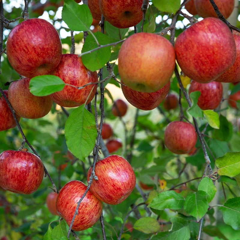 常陸野シードル りんごのワイン 300ml 12本セット