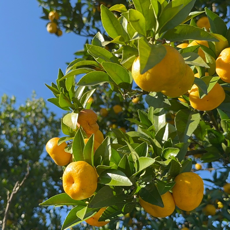 【冬季限定】常陸野ネストビール 賀正エール2026入り 4種飲み比べ 12本セット