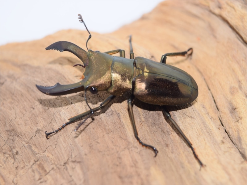 メタリフェルホソアカクワガタ 標本 メタリフェルホソアカクワガタ標本 箱付き | 深谷爬虫類館