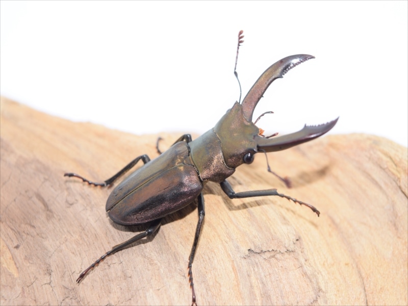メタリフェルホソアカクワガタ38ｍｍペア