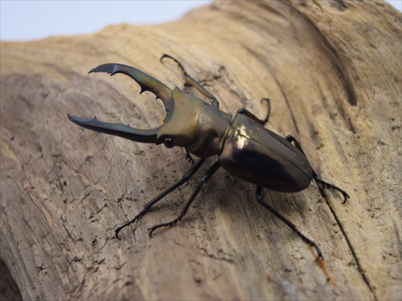 メタリフェルホソアカクワガタ47ｍｍペア