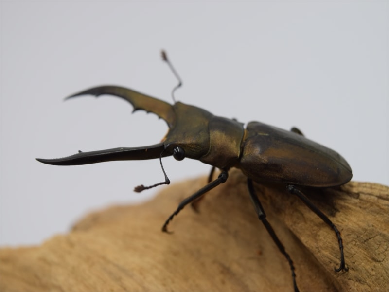 メタリフェルホソアカクワガタ48ｍｍペア