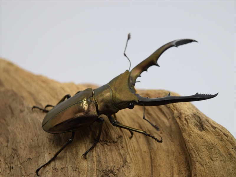 メタリフェルホソアカクワガタ59ｍｍペア