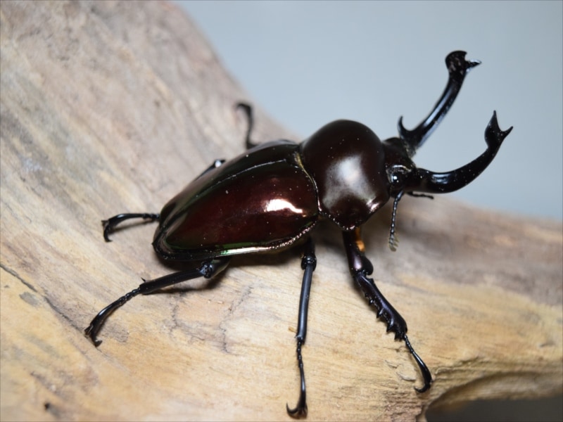 【幼虫単品】ニジイロクワガタ【ブラック血統】(初令)