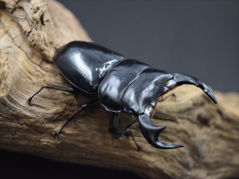 ブータンアンタエウスオオクワガタ71ｍｍ↑成虫ペア（シェムガン産）