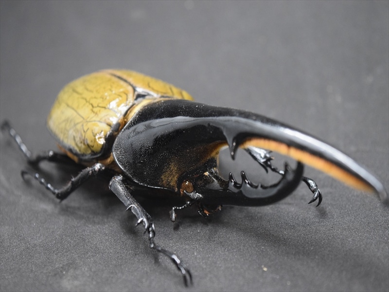 【幼虫ペア】ＤＨヘラクレス【大型血統】（3令初期～中期）