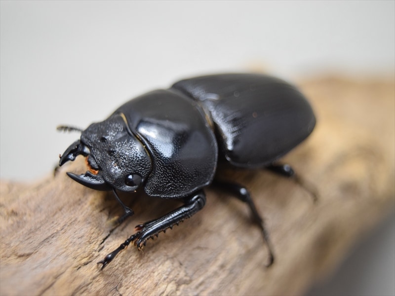 【♀単品】国産オオクワガタ（能勢産）【即ブリ】
