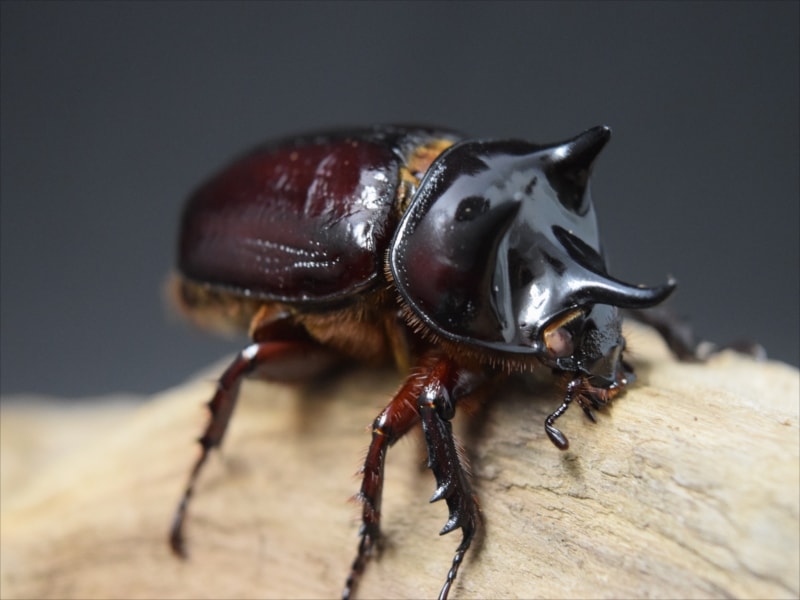 【限定】NUMBER ２COMBO ソフビ　カブトムシ　甲虫　ムシロ【新品未開封 限定】NUMBER 2COMBO ソフビ カブトムシ 甲虫 ムシロ【新品未