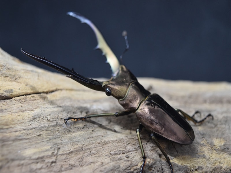 ♂単品】メタリフェルホソアカクワガタ64mm | 外国産クワガタ