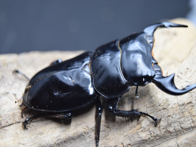【B品】ブータンアンタエウスオオクワガタ67ｍｍ↑成虫ペア（シェムガン産）