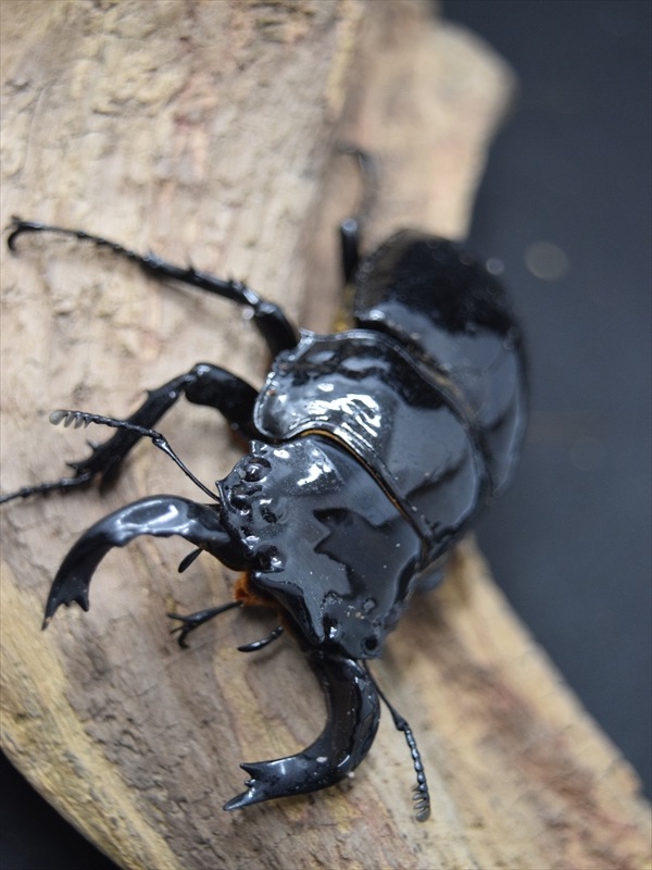 タランドゥス（タランドス）オオツヤクワガタ70mm成虫ペア | すべて