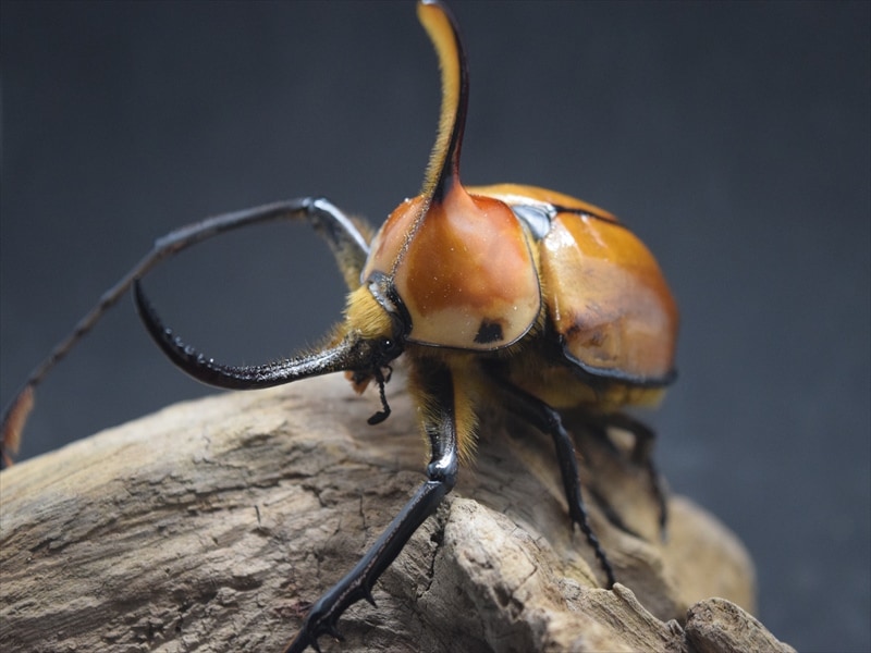 ゴロファ　ポルテリ　ペア NO.2 Yahoo!オークション -「ゴロファポルテリ」(成虫) (カブトムシ)の落札