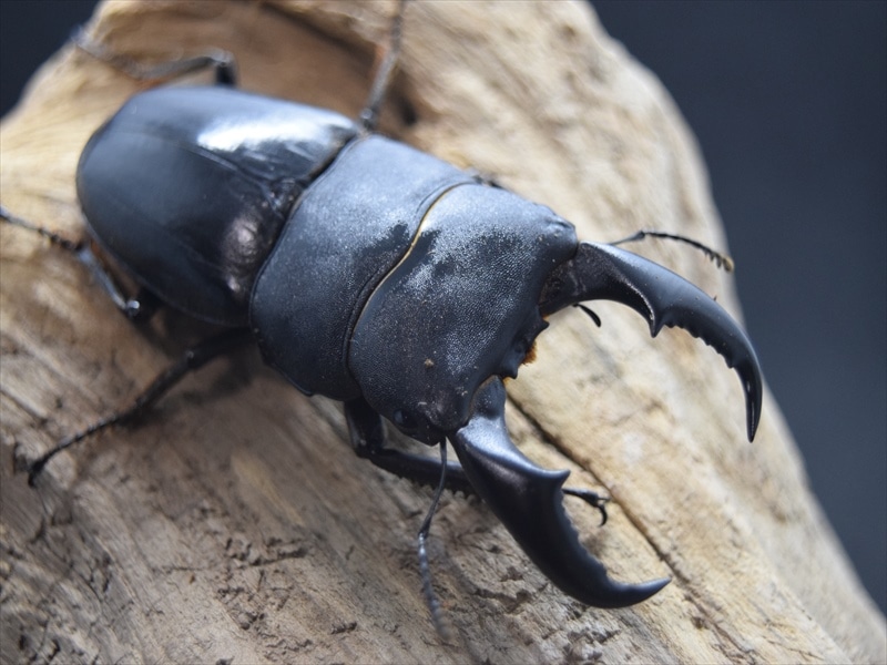 サキシマヒラタクワガタ67mmペア | 国産クワガタ 成虫 | 極