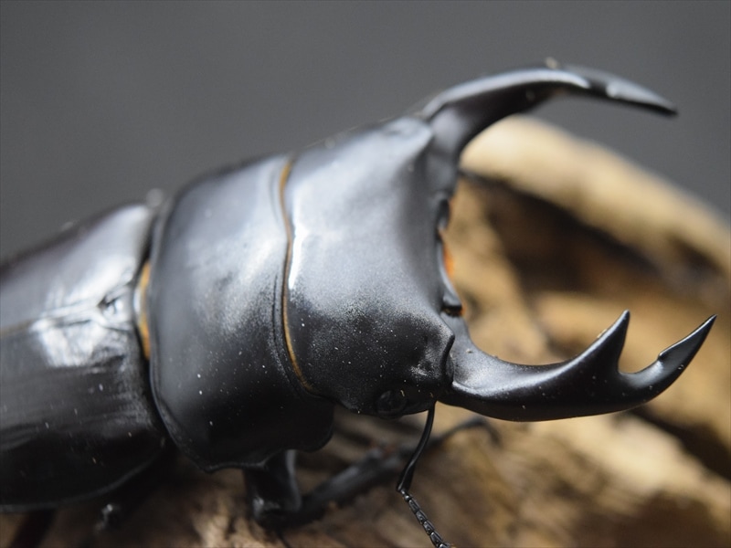 国産オオクワガタ（能勢産）66ｍｍペア【新成虫】