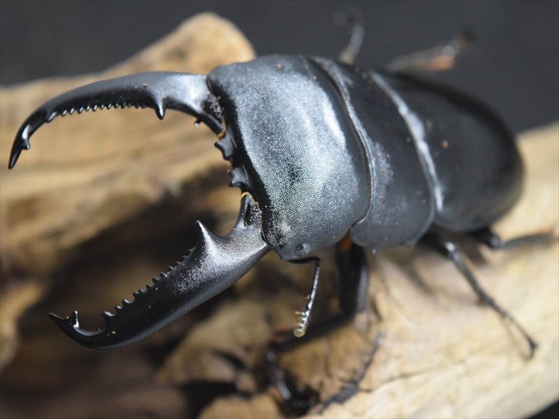 【♂単品】パラワンオオヒラタ97ｍｍ