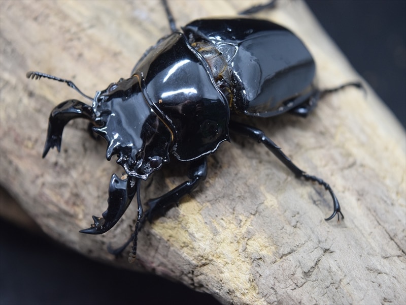 タランドゥス（タランドス）オオツヤクワガタ65mm成虫ペア | すべて