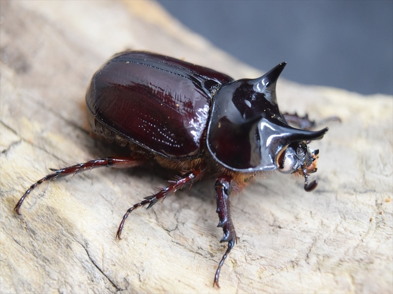 スリナムミツノカブト成虫38ｍｍペア【ホワイトアイ血統】