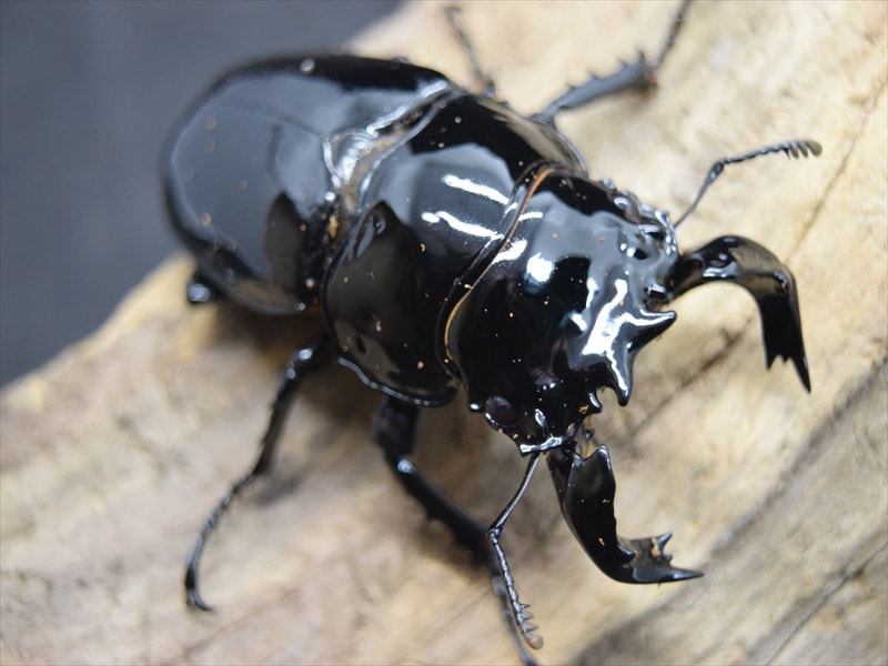 タランドゥスオオツヤクワガタ ペア ② タランドゥスオオツヤクワガタ ペア | yoshikuwa〜クワガタ販売〜