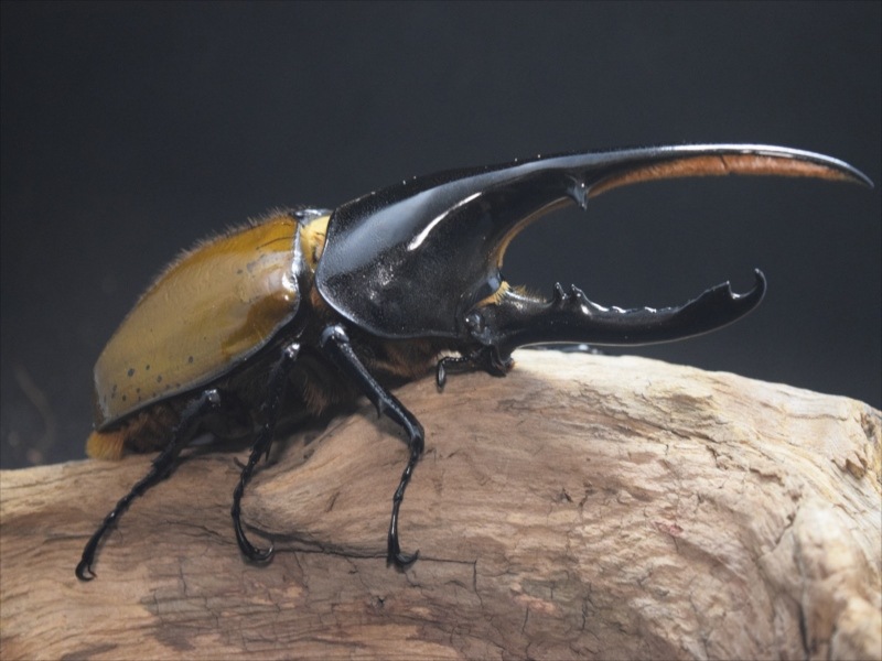 【希少ペア】ヘラクレスリッキー【ウカヤリ産】（3令初期）