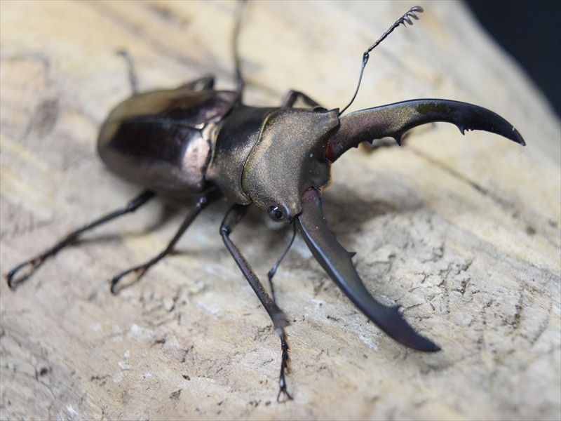 メタリフェルホソアカクワガタ46ｍｍペア
