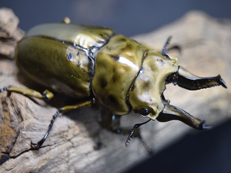 ローゼンベルグオウゴンオニクワガタ71mmペア