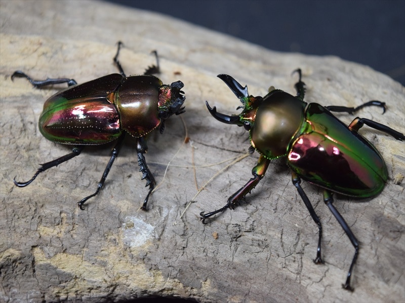 ニジイロクワガタSサイズペア | 外国産クワガタ 成虫 | 極