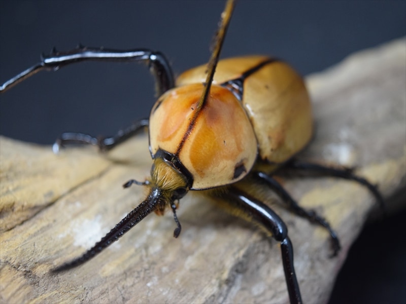 成虫ペア】ゴロファポルテリ（ノコギリタテヅノカブト）【新成虫LL