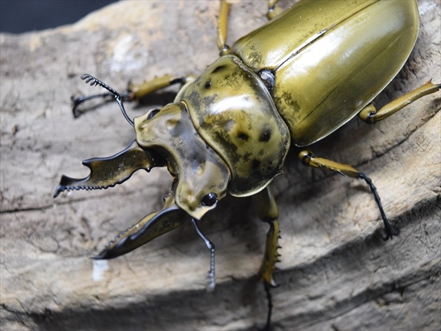 新成虫】ババオウゴンオニクワガタ67ｍｍペア | 外国産クワガタ 成虫 ...